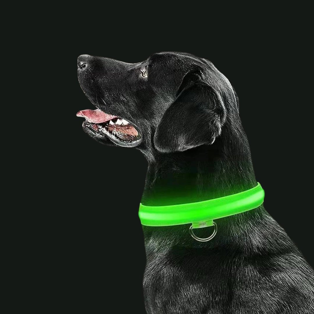 LED - Hundehalsband - Powertoolz